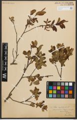 Foto von Salix myrtilloides L.